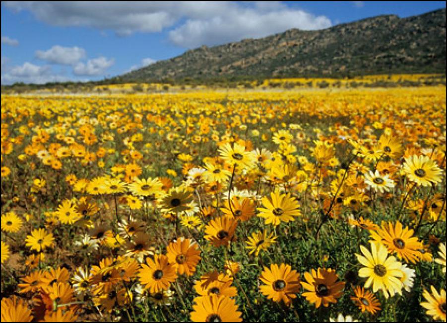 namaqualand flower tours 2022